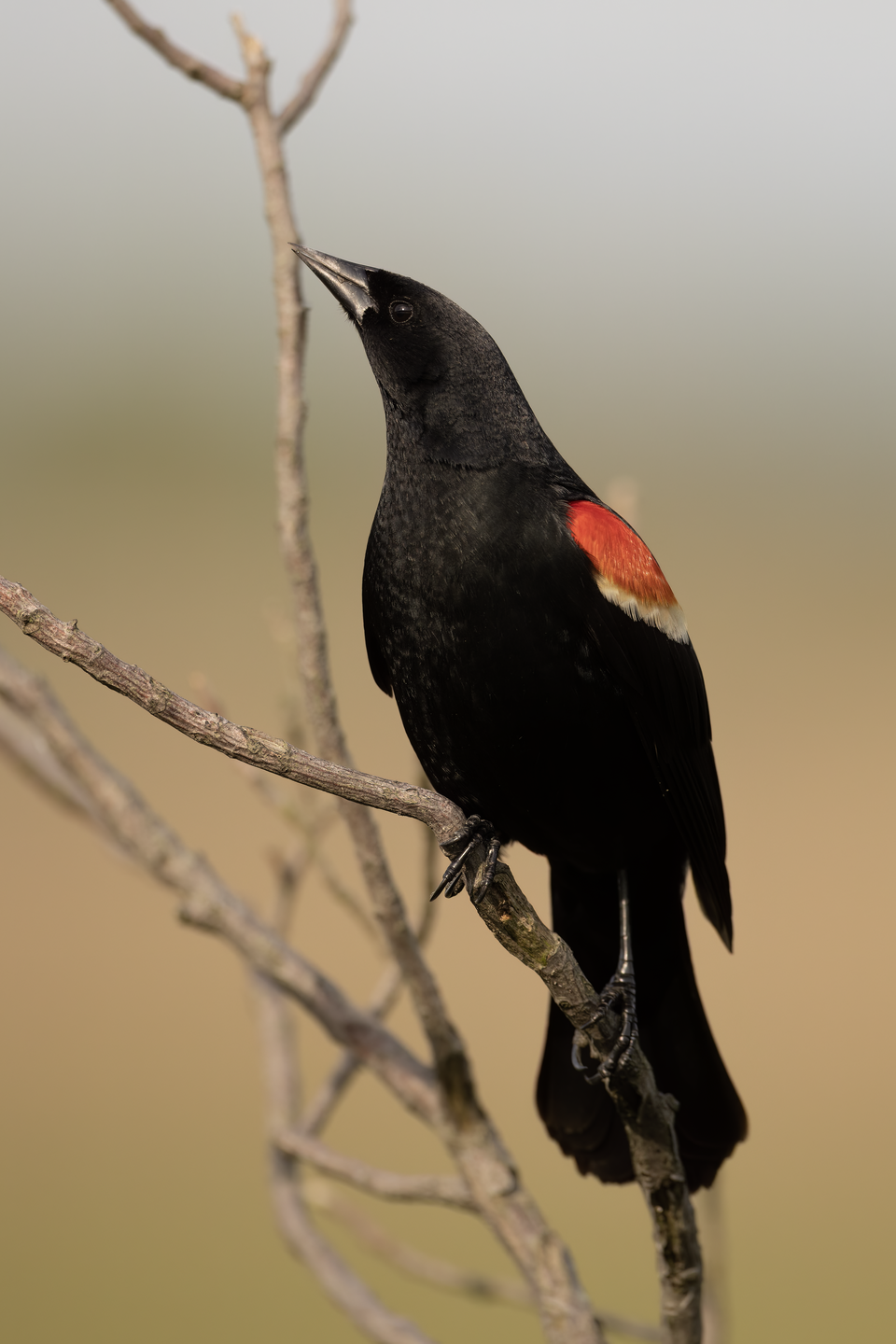 Red-winged Blackbird (Agelaius phoeniceus)