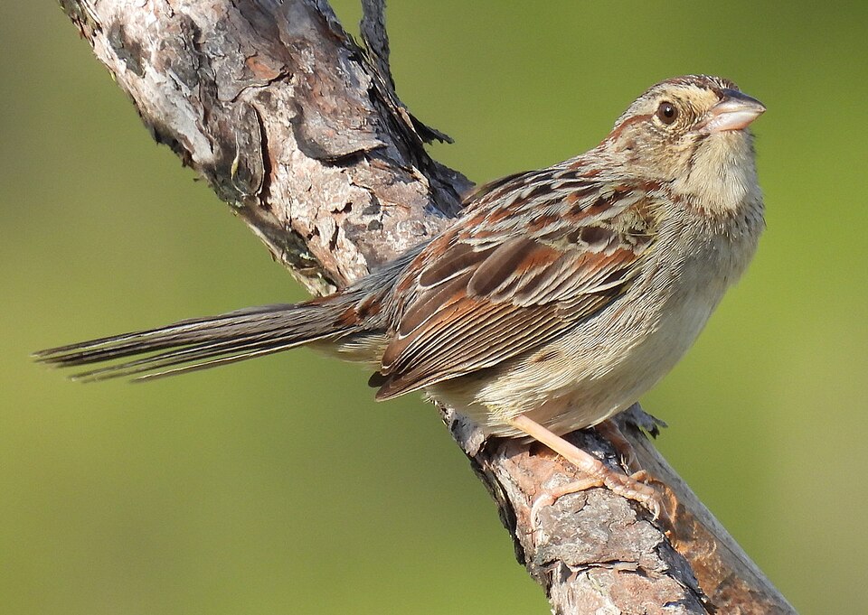 Bachman's Sparrow (Aimophila aestivalis)