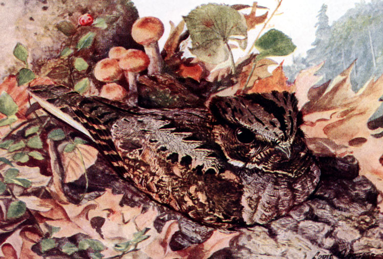 Whip-poor-will (Caprimulgus vociferus)