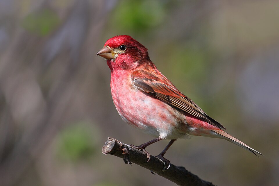 Purple Finch (Carpodacus purpureus)