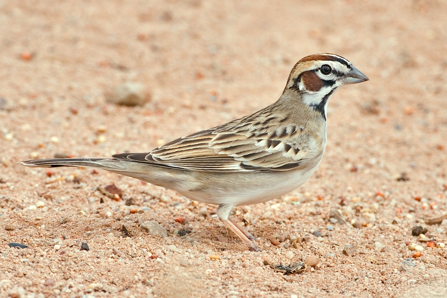 Lark Sparrow (Chondestes grammacus)