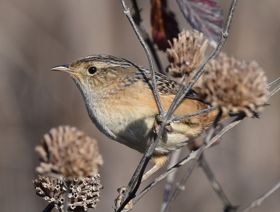 Short-billed Marsh Wren (Cistothorus platensis)