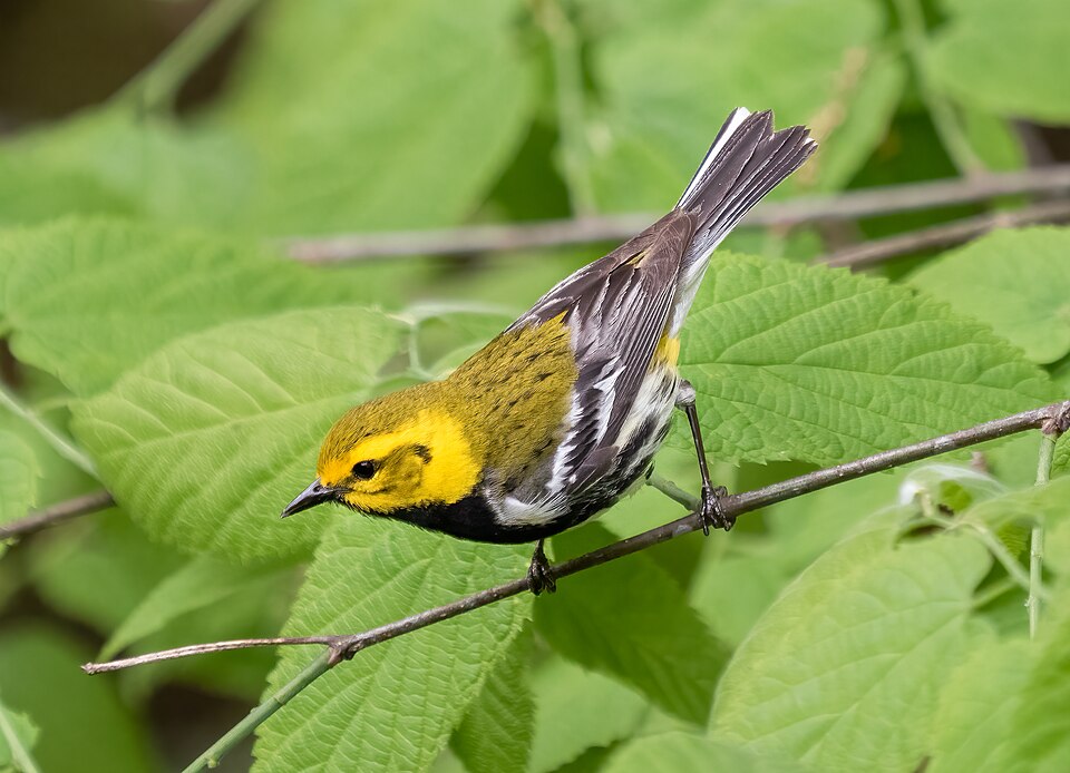 Black-throated Green Warbler (Dendroica virens)
