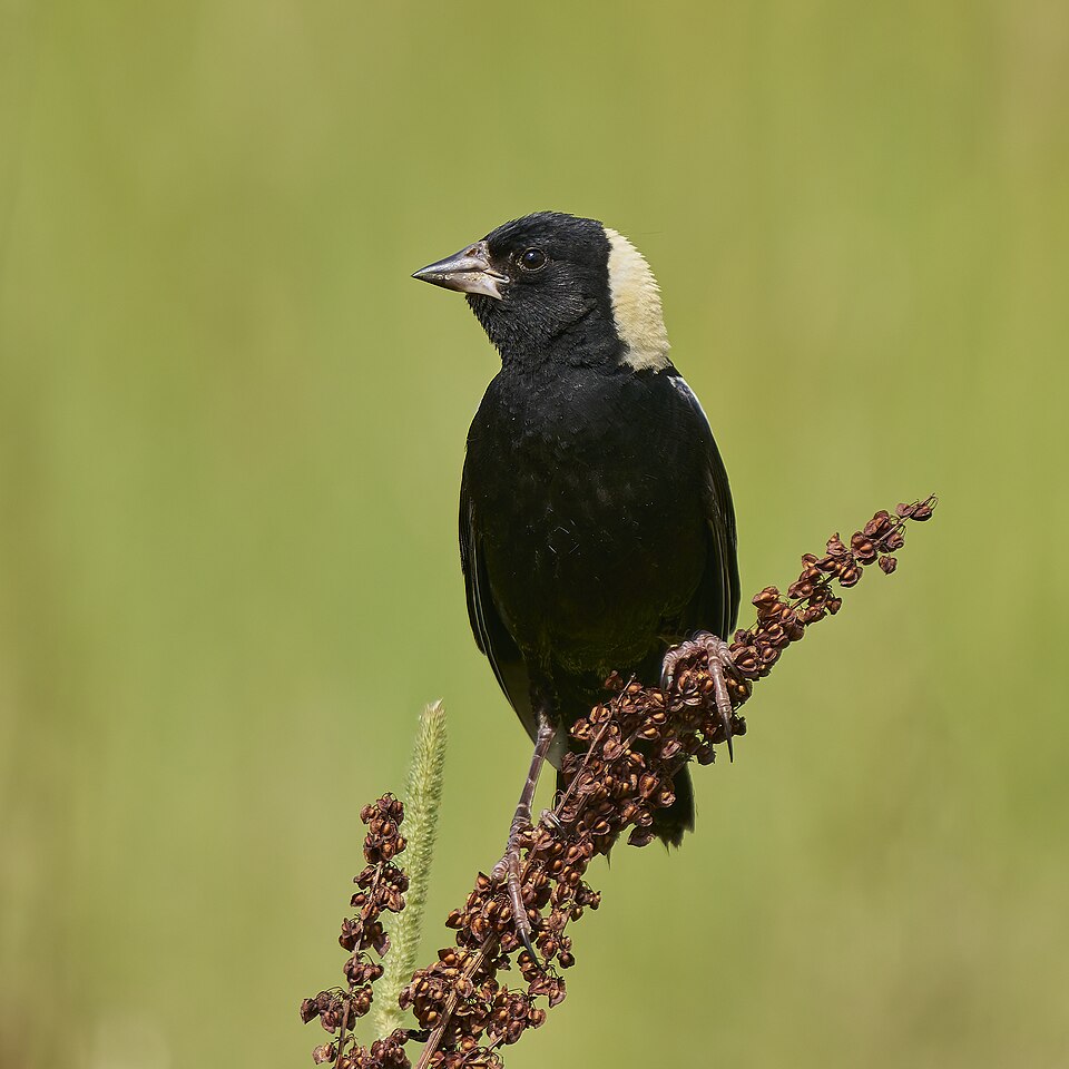 Bobolink (Dolichonyx oryzivorus)