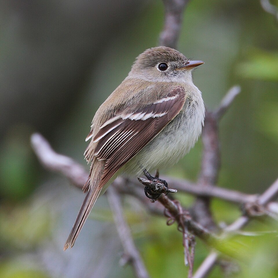 Least Flycatcher (Empidonax minimus)