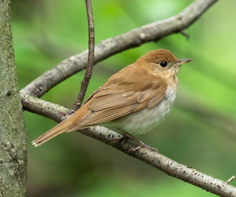 Veery (Hylocichla fuscescens)