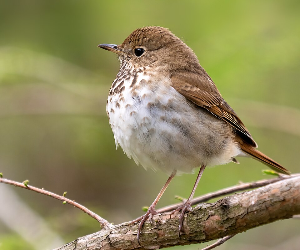 Hermit Thrush (Hylocichla guttata)