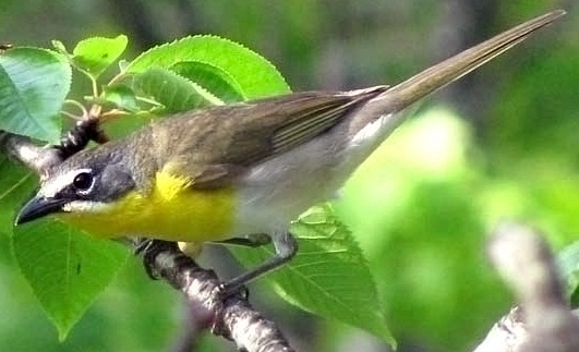Yellow-breasted Chat (Icteria virens)