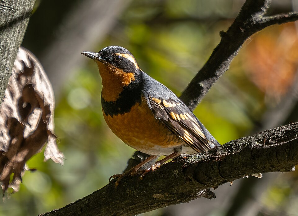Varied Thrush (Ixoreus naevius)