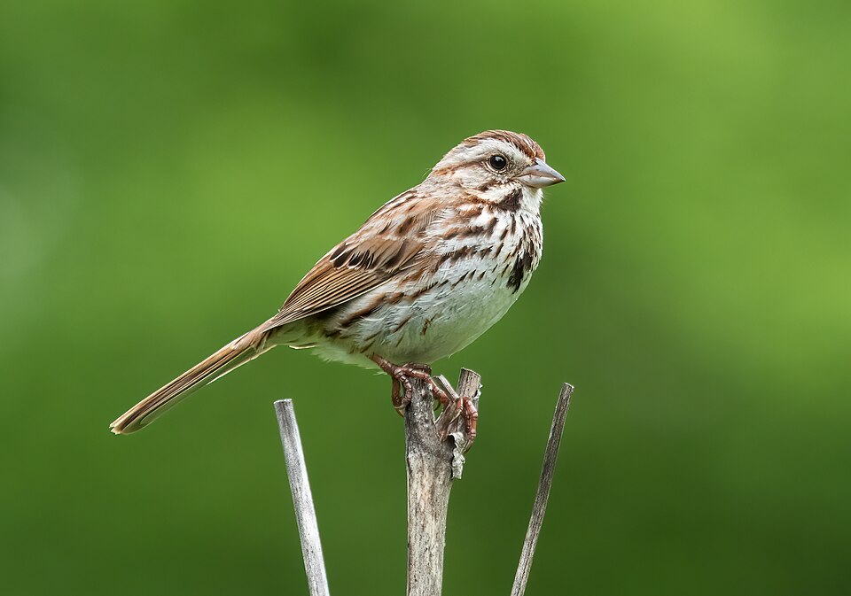 Song Sparrow (Melospiza melodia)