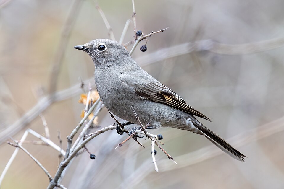 Townsend's Solitaire (Myadestes townsendi)