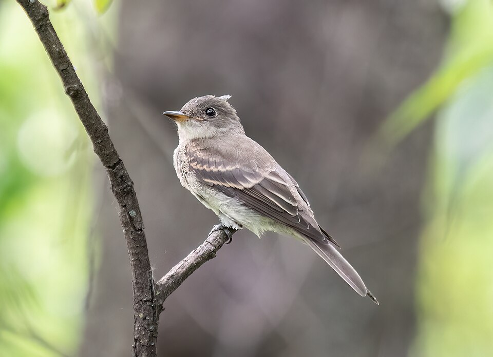 Eastern Wood Pewee (Myiochanes virens)