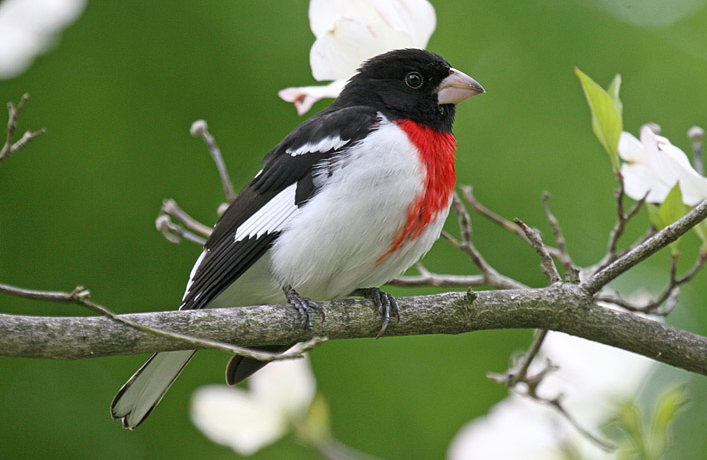 Rose-breasted Grosbeak (Pheucticus ludovicianus)
