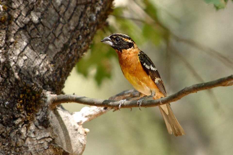 Black-headed Grosbeak (Pheucticus melanocephalus)