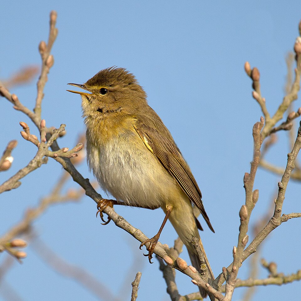 Willow Warbler (Phylloscopus trochilus)
