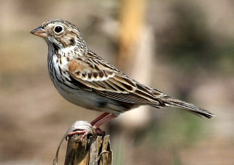 Vesper Sparrow (Pooecetes gramineus)