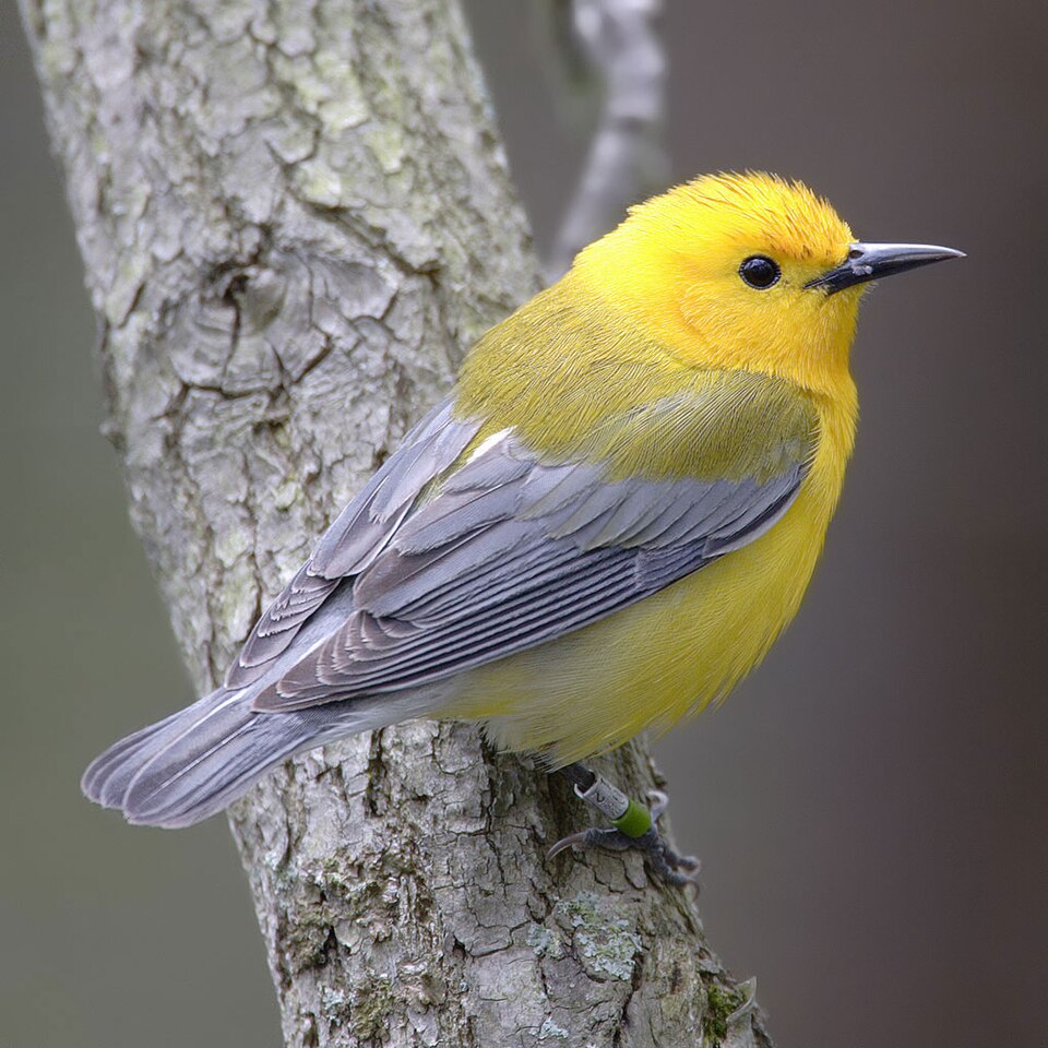 Prothonotary Warbler (Protonotaria citrea)