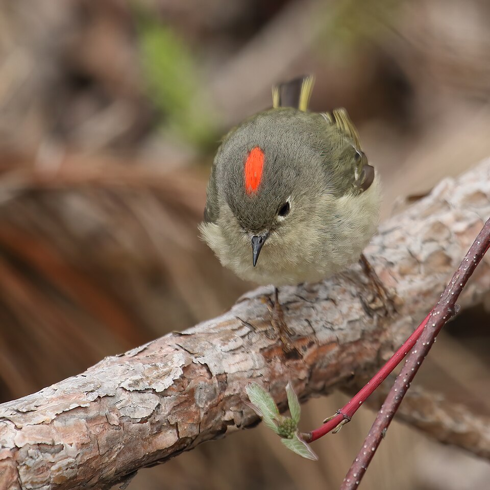 Ruby-crowned Kinglet (Regulus calendula)