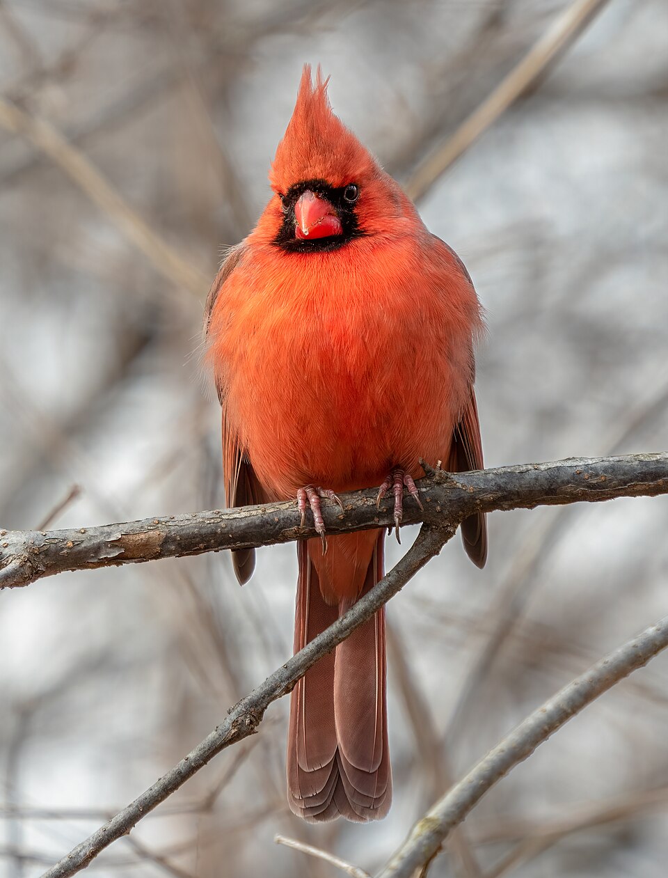Cardinal (Richmondena cardinalis)