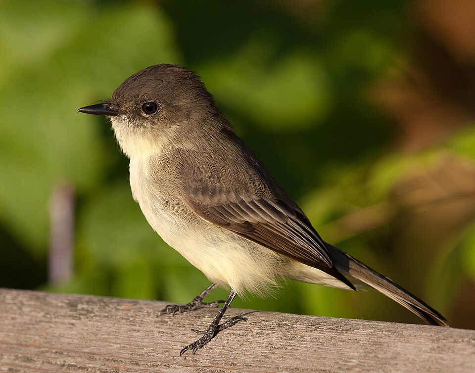 Eastern Phoebe (Sayornis phoebe)