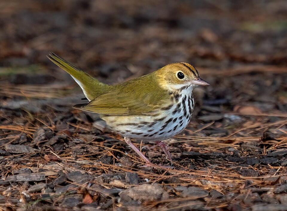Ovenbird (Seiurus aurocapillus)