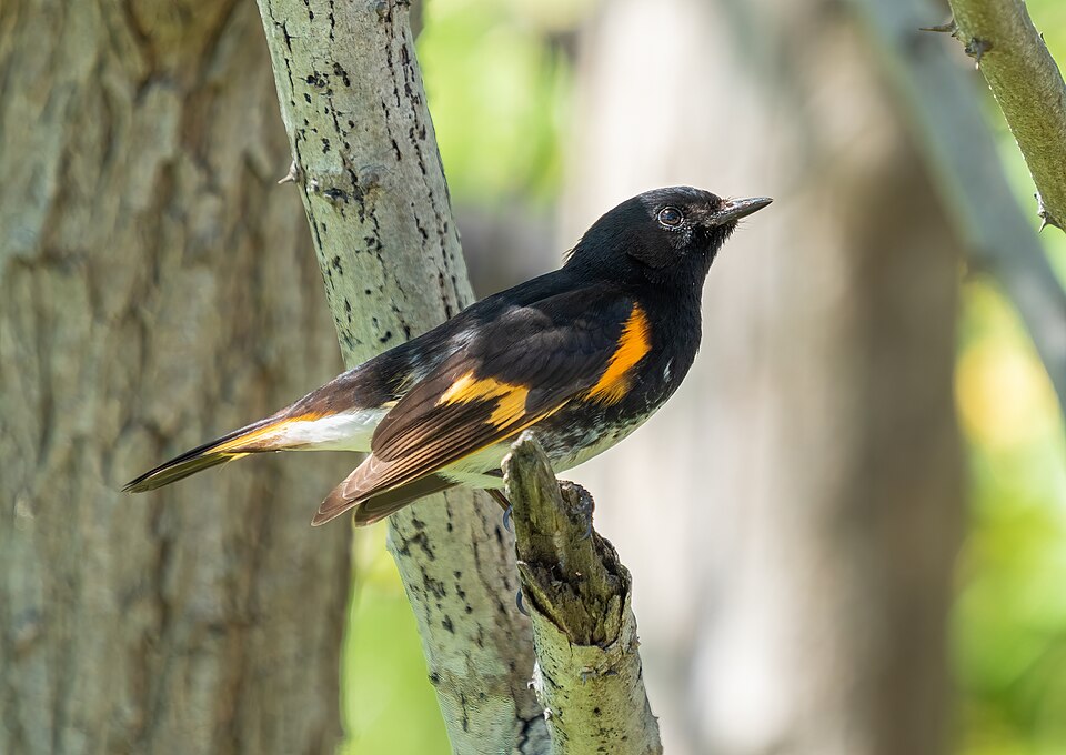 American Redstart (Setophaga ruticilla)