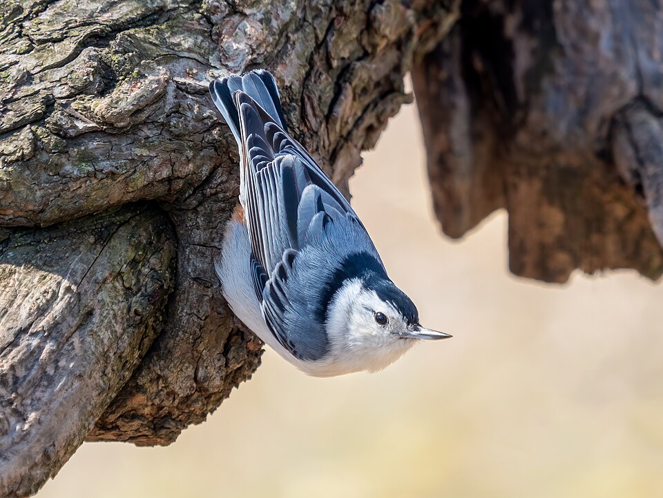 White-breasted Nuthatch (Sitta carolinensis)