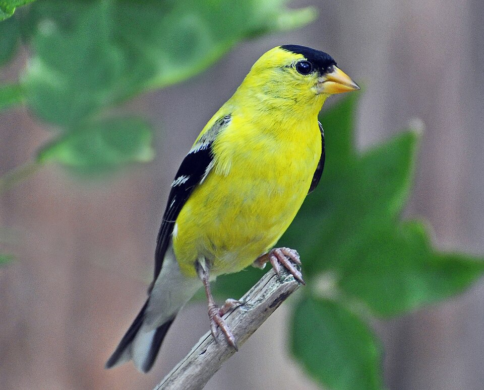 American Goldfinch (Spinus tristis)