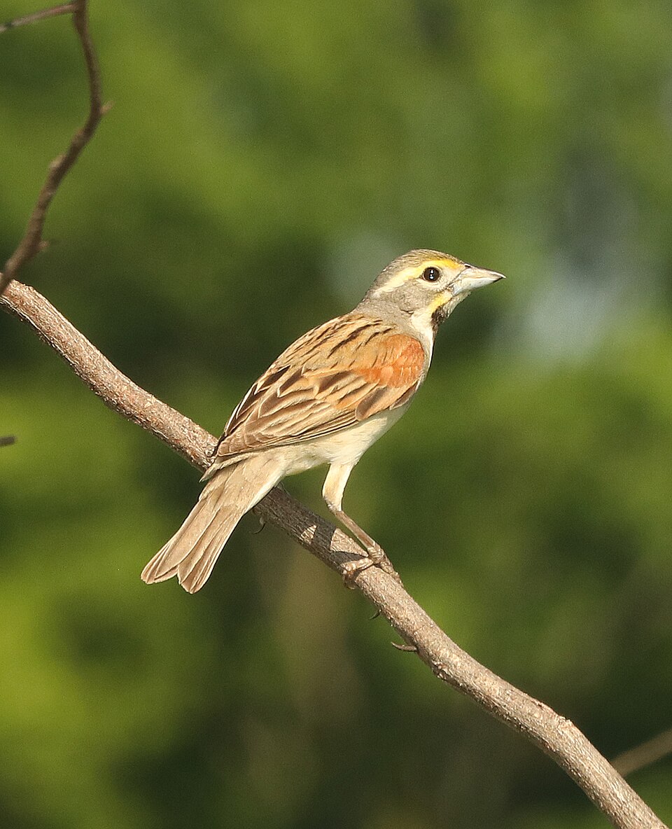 Dickcissel (Spiza americana)