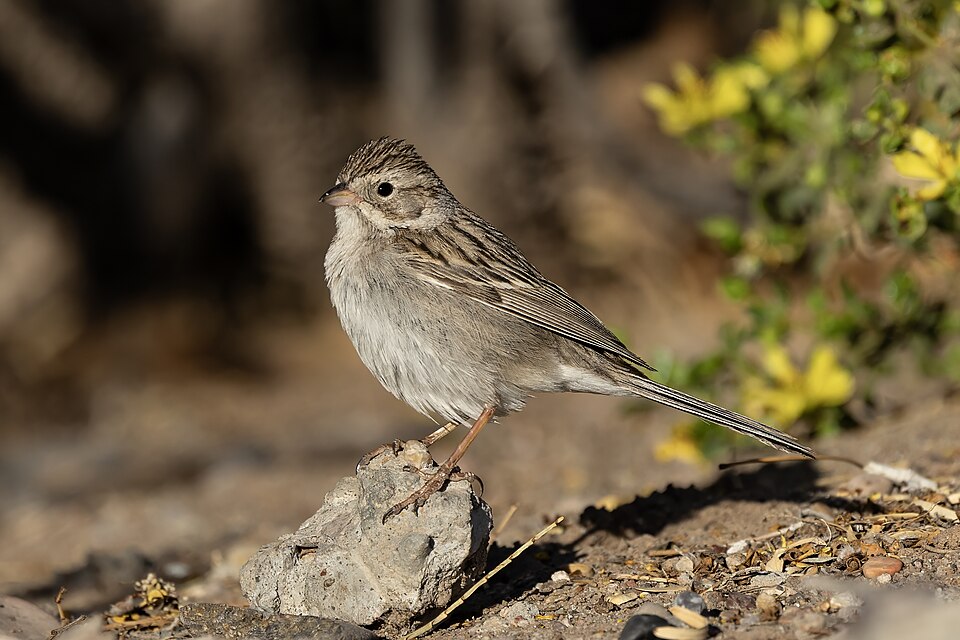 Brewer's Sparrow (Spizella breweri)