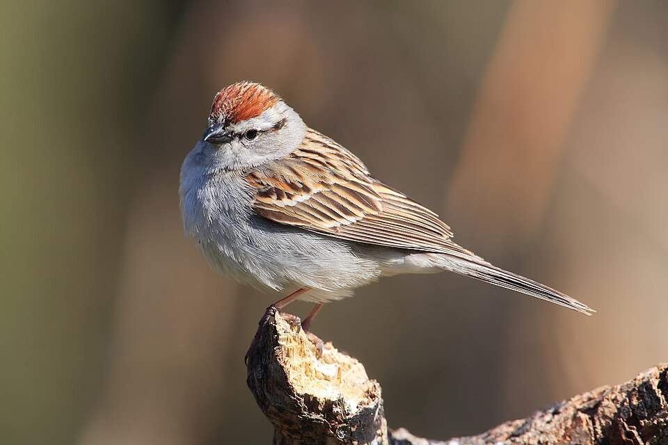 Chipping Sparrow (Spizella passerina)