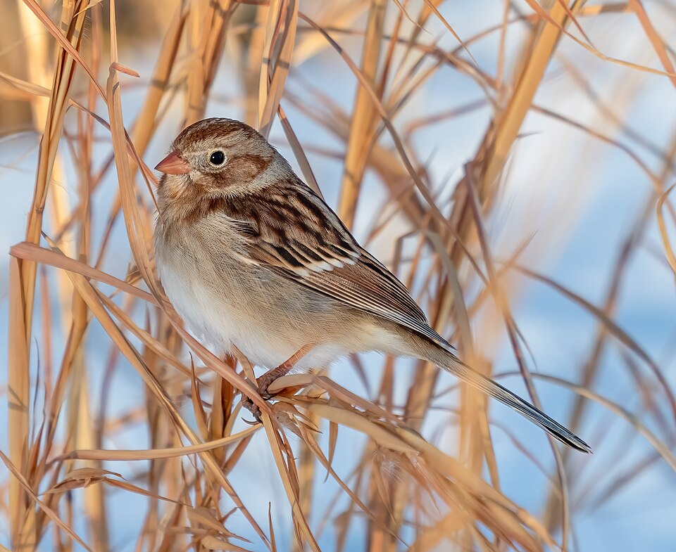 Field Sparrow (Spizella pusilla)