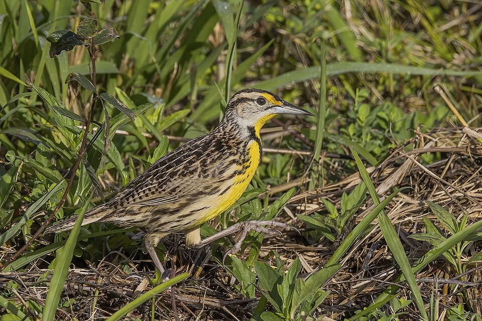 Eastern Meadowlark (Sturnella magna)