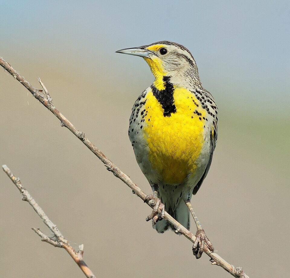 Western Meadowlark (Sturnella neglecta)