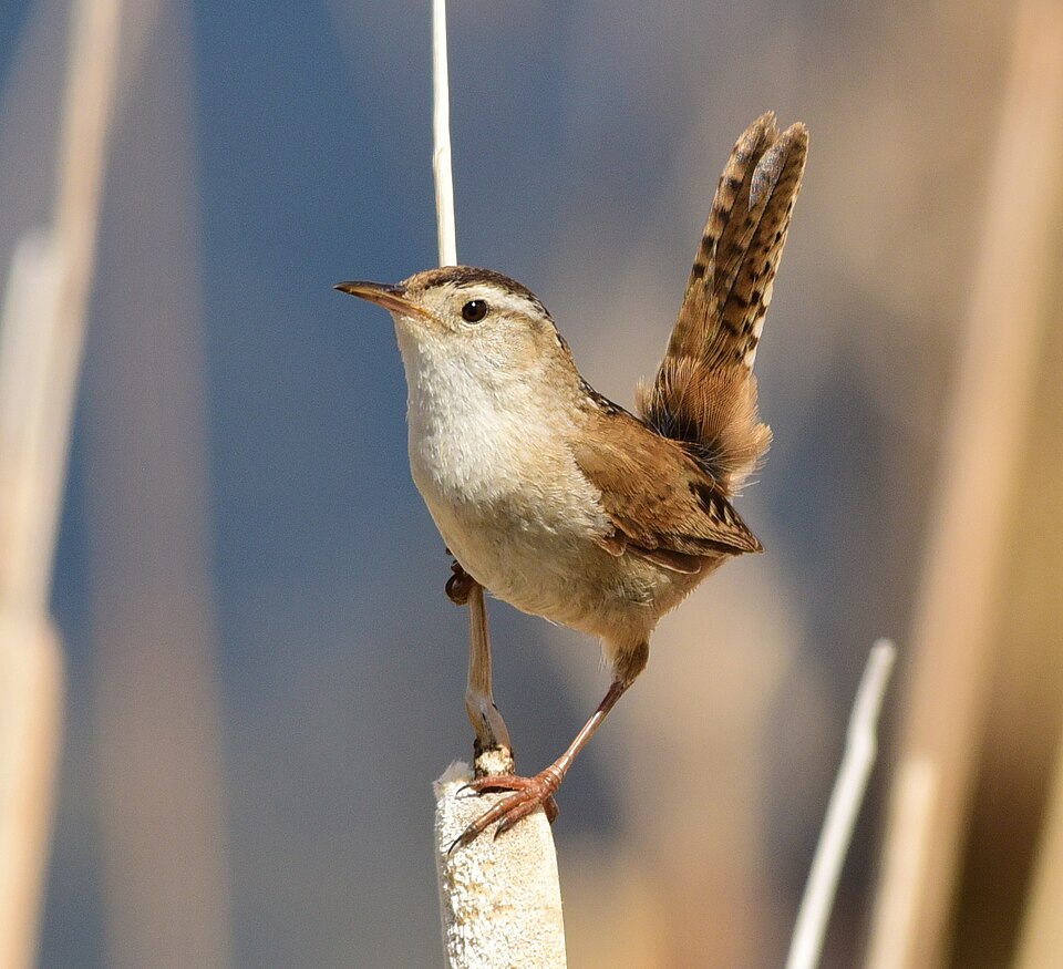 Long-billed Marsh Wren (Telmatodytes palustris)
