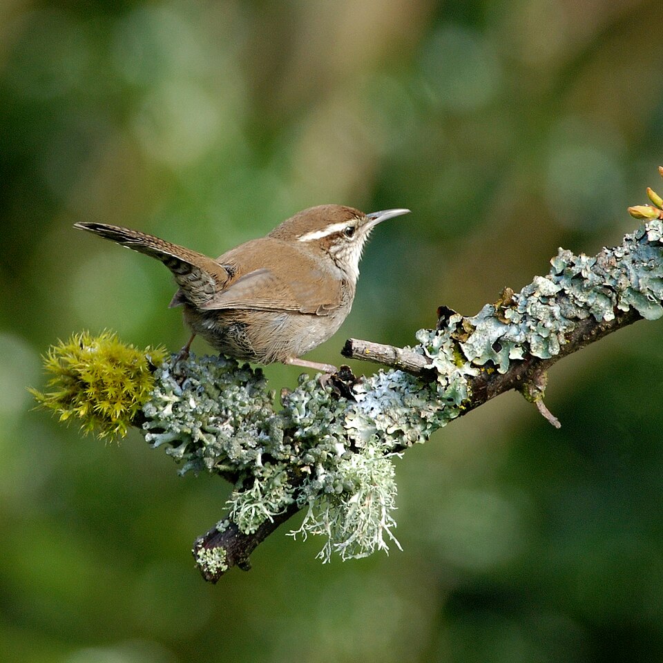 Bewick's Wren (Thryomanes bewickii)
