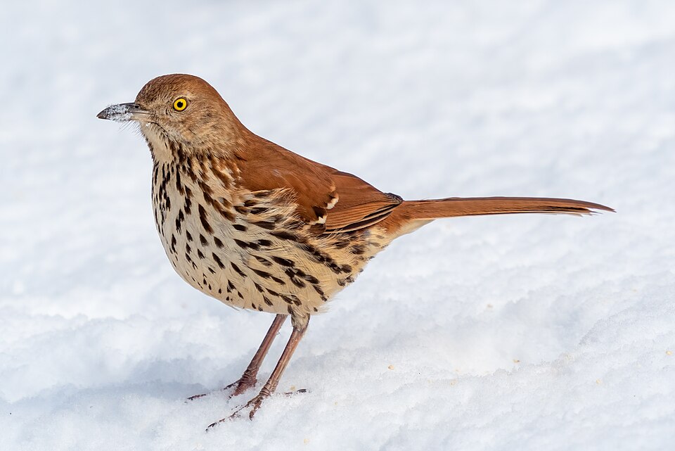 Brown Thrasher (Toxostoma rufum)