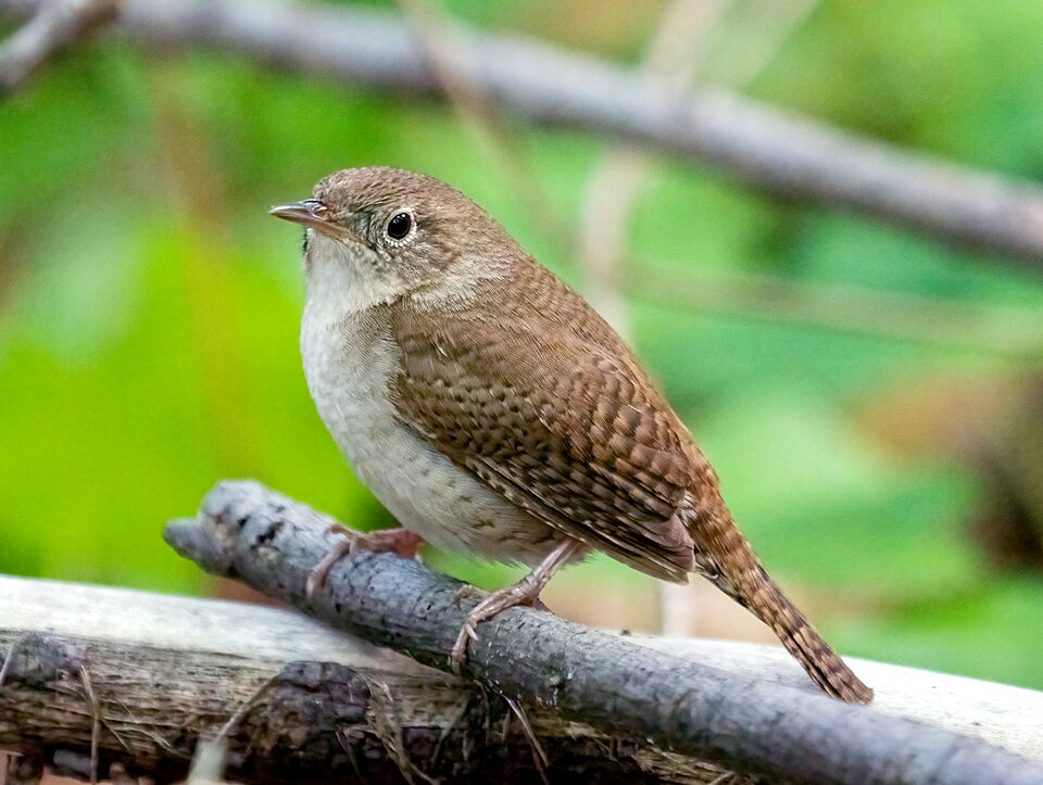 House Wren (Troglodytes aëdon)