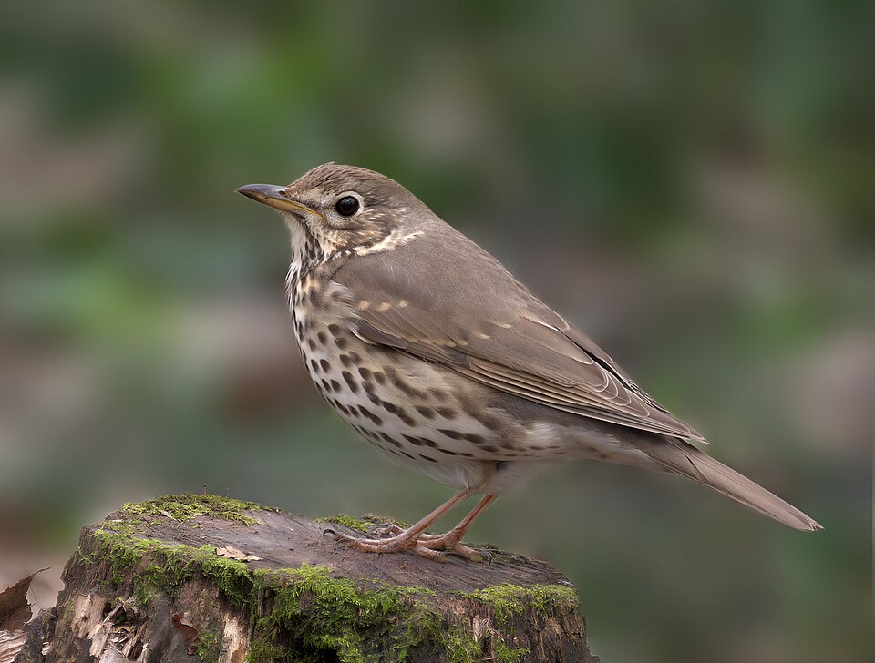Song Thrush (Turdus ericetorum)