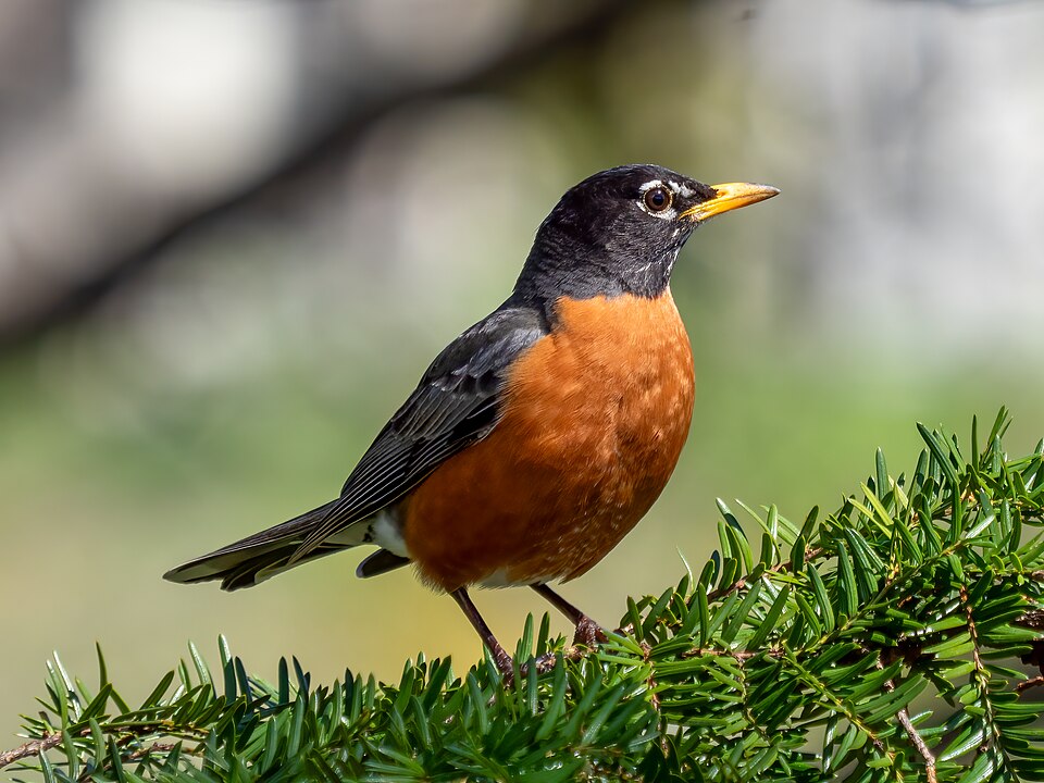 American Robin (Turdus migratorius)