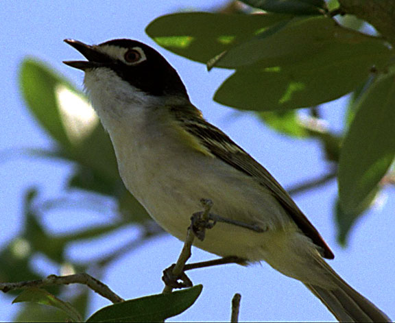 Black-capped Vireo (Vireo atricapillus)