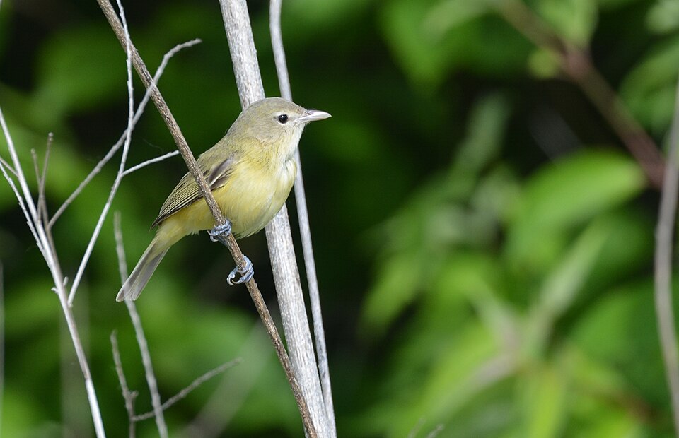 Bell's Vireo (Vireo bellii)