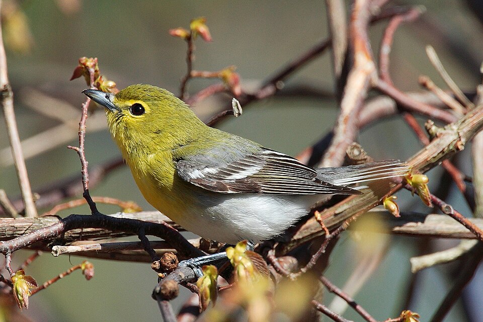 Yellow-throated Vireo (Vireo flavifrons)