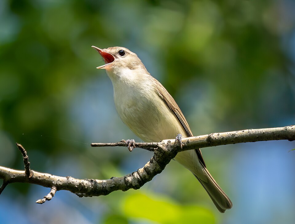 Warbling Vireo (Vireo gilvus)