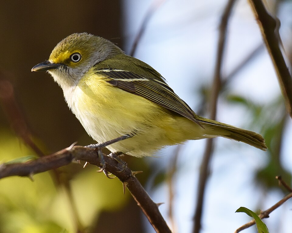 White-eyed Vireo (Vireo griseus)