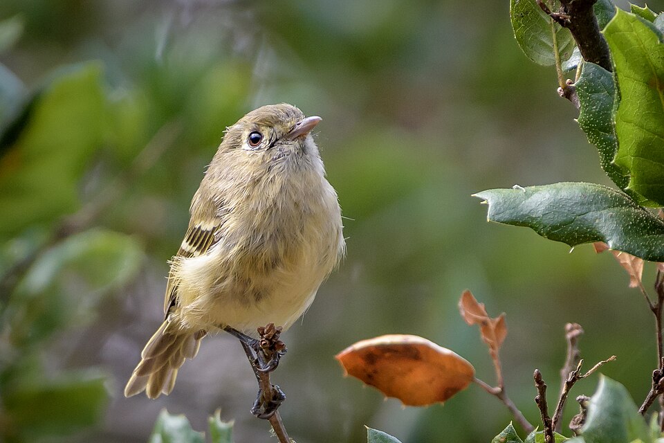 Hutton's Vireo (Vireo huttoni)