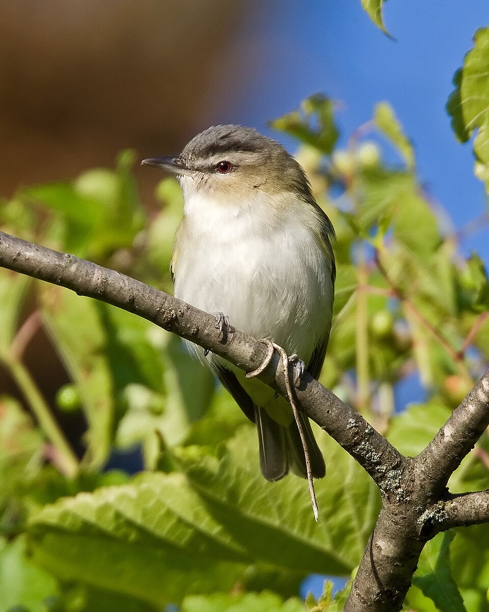 Red-eyed Vireo (Vireo olivaceus)