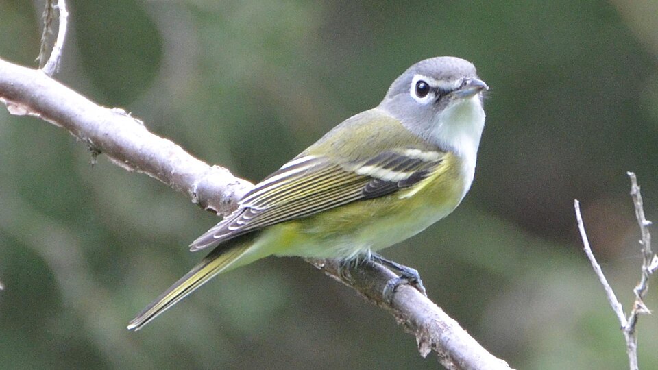 Blue-headed Vireo (Vireo solitarius)