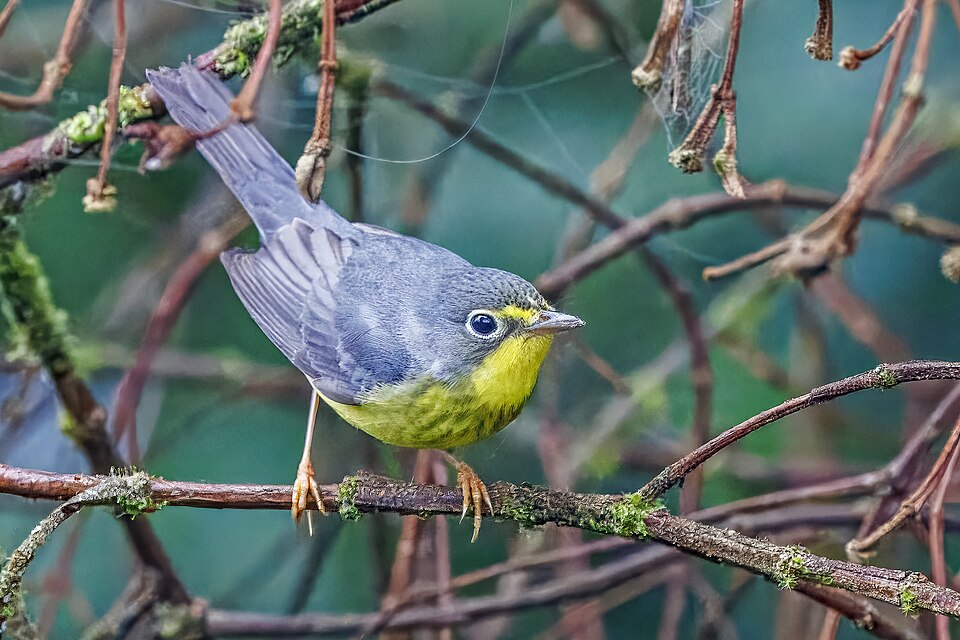 Canada Warbler (Wilsonia canadensis)